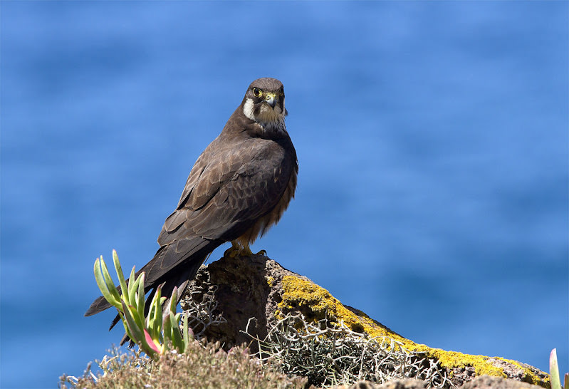 Skopelos Birdwatching Birdwatching Tours Birding Spots Best Birdwatching Bird Species Birdwatching Guide Birdwatching Holidays Birdwatching Tips