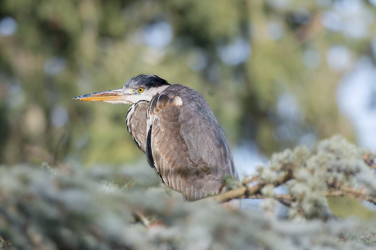 Σκόπελος Birdwatching, Πουλιά, Είδη Πουλιών, Είδη Πτηνών, Παρακολούθηση Πουλιών, Σημεία Παρατήρησης Πουλιών