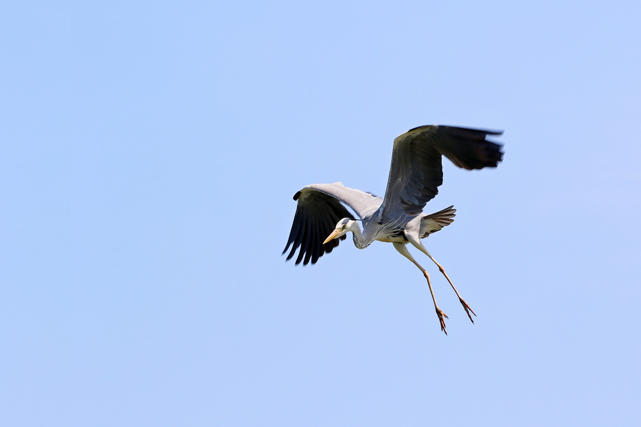 Skopelos Birdwatching Birdwatching Tours Birding Spots Best Birdwatching Bird Species Birdwatching Guide Birdwatching Holidays Birdwatching Tips