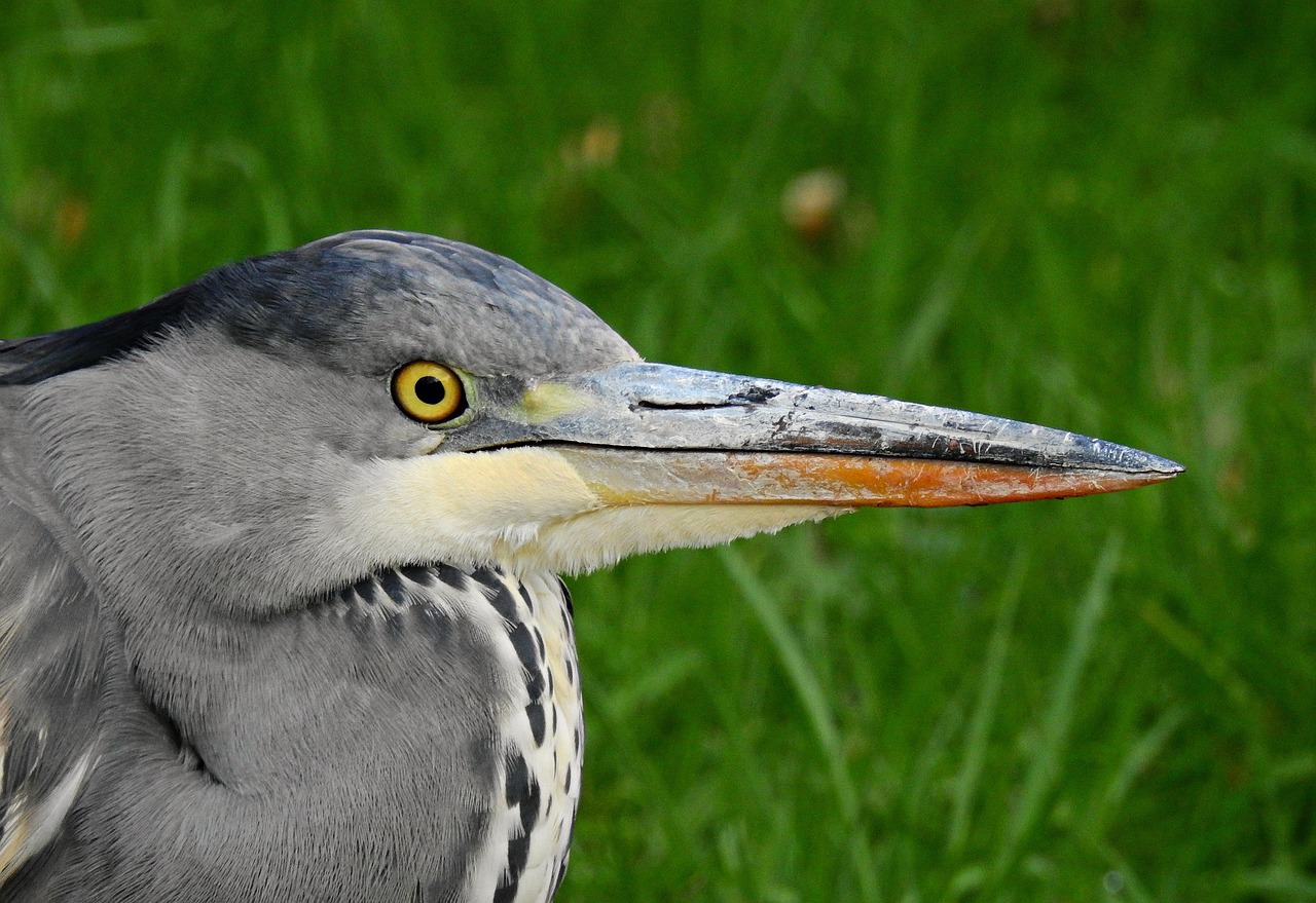 Skopelos Birdwatching Birdwatching Tours Birding Spots Best Birdwatching Bird Species Birdwatching Guide Birdwatching Holidays Birdwatching Tips