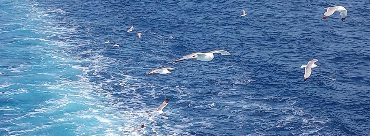 Skopelos Sea Birds
