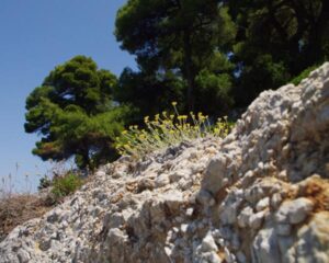 Skopelos Nature