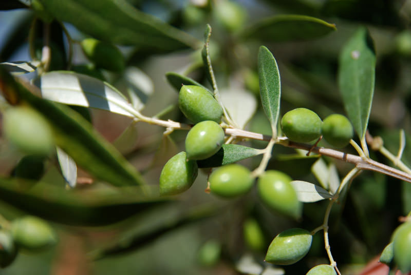 Skopelos Local Products, Olive Mill Museum