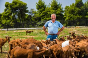 Skopelos Local Products Gerakis Goat Cheese Katiki Ladotiri Trahanas Milk