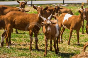 Skopelos Local Products Gerakis Goat Cheese Katiki Ladotiri Trahanas Milk