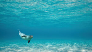 Σκόπελος Θαλάσσιες Εκδρομές, Εκδρομές Στην Θάλασσα, Εκδρομές Με Σκάφος, Βόρειες Σποράδες, Αλόννησος, Θαλάσσιο Πάρκο