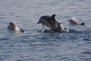Σκόπελος Θαλάσσιες Εκδρομές, Εκδρομές Στην Θάλασσα, Εκδρομές Με Σκάφος, Βόρειες Σποράδες, Αλόννησος, Θαλάσσιο Πάρκο