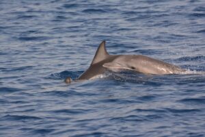 Σκόπελος Θαλάσσιες Εκδρομές, Εκδρομές Στην Θάλασσα, Εκδρομές Με Σκάφος, Βόρειες Σποράδες, Αλόννησος, Θαλάσσιο Πάρκο