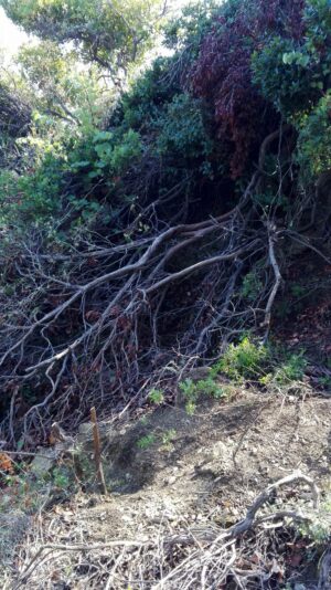 Skopelos Trekking Hiking