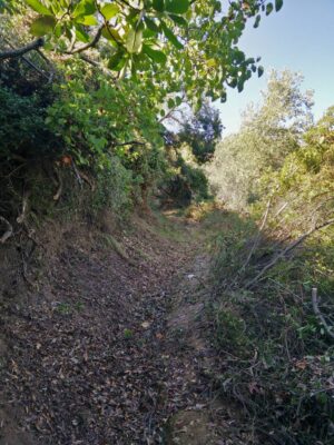 Skopelos Trekking Hiking