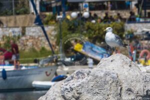 Skopelos Elios Neo Klima Village Port Photo