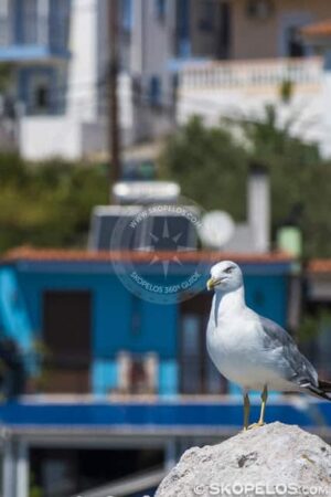 Skopelos Elios Neo Klima Village Port Photo