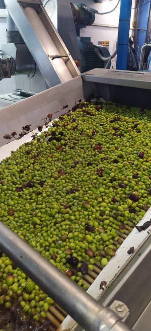 Skopelos Olive Oil Antoniou Family