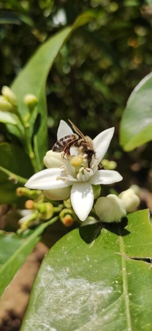 Skopelos Ktima Stamatiou Stamatiou Estate Bio Honey Local Products