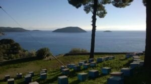 Skopelos Ktima Stamatiou Stamatiou Estate Bio Honey Local Products