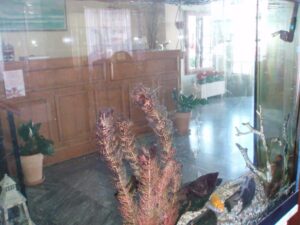 Skopelos Hotel Eleni, Eleni Hotel Town, Chora, Hotels, Accommodation, Aegean, Northern Sporades, Greece