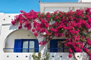 Skopelos Sunrise Village Hotel, Hotels Sunrise Village, Accommodation, Chora, Town, Port, Sporades, Greece