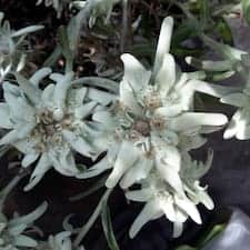 Anemelia Cottage ( καλύβι ανεμελιά)