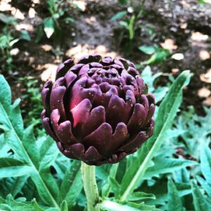 Skopelos Fasolaki Stay Food Experience