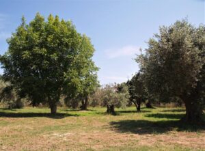 Skopelos Ilionis House