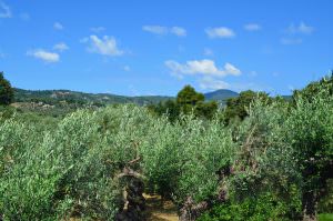 Skopelos Kalokairi Cottage