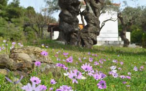 Skopelos Kalokairi Cottage