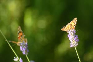 Skopelos Kalokairi Cottage