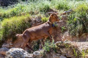 Skopelos Pefkias Tiny Cottage