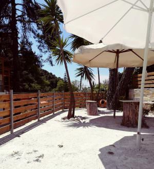 Skopelos Pine Trees Agnontas