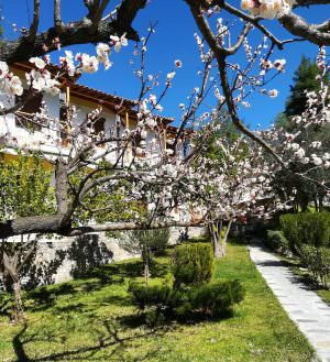 Skopelos Pine Trees Agnontas