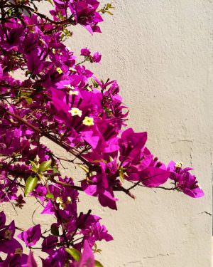 Skopelos Pine Trees Agnontas
